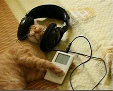 Image result for Cats Love iPod