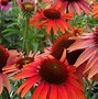Image result for ECHINACEA PURP. HOT SUMMER