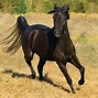 Image result for Caspian Horse