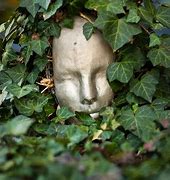 Image result for Vines Decoration