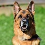 Image result for Types of Police Dogs