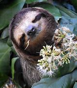 Image result for Sid Sloth Flower