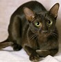 Image result for Brown Eyed Cat