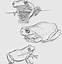Image result for Frog Drawings in Pencil