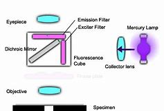 Image result for Fluorescent Light Filters