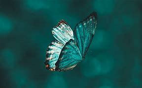 Image result for Glowing Butterflies