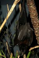 Image result for Black Fruit Bat