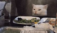 Image result for Mad Cat Meme at Table
