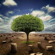Image result for iPad Wallpaper Trees