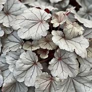 Image result for Heuchera Silverberry
