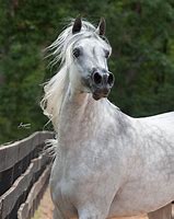 Image result for Arabian Horse Side View