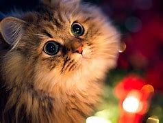 Image result for Cat Wallpaper for Xbox