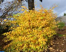 Image result for Corylopsis pauciflora