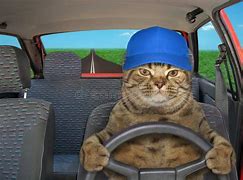 Image result for Cat Driving Meme Greenscreen