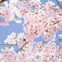 Image result for Japanese Cherry Blossom Tree Desktop