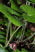 Image result for Asarum caudatum