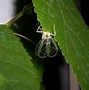 Image result for Cricket Insect Sound