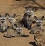 Image result for Bat-Eared Fox Power Disc