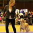 Image result for Swedish Kennel Club Dog Measuring Stick