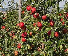 Image result for Apple Orchard Hill