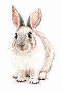 Image result for Rabbit Illustrator