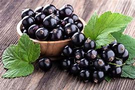 Image result for Ribes nigrum Triton