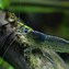 Image result for Amano Shrimp