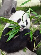 Image result for Bamboo for Panda