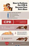 Image result for Cat and Dog CPR