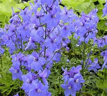 Delphinium Piccolo (Belladonna-Group) に対する画像結果