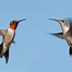 Image result for hummingbirds