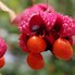 Image result for Strawberry Bush for Sale