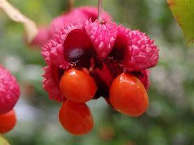 Image result for Strawberry Bush for Sale