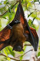 Image result for West African Fruit Bat