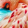 Image result for Badas Flamingo Wallpaper