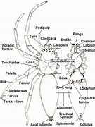 Image result for spiders identification by sizes