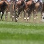 Image result for Melbourne Horse Racing