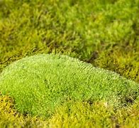 Image result for Moss Species