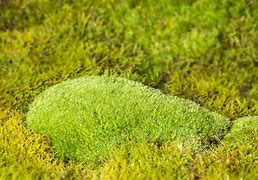 Image result for Types of Moss in Michigan