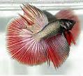 Image result for Betta Fish Background