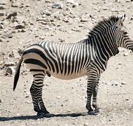 Image result for Zebra GC420t