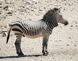 Image result for Zebra Cases