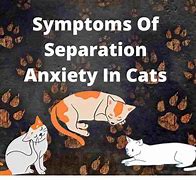 Image result for Cat Separation Anxiety Signs
