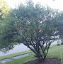 Image result for Green Apple Plum Tree