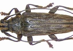 Image result for Dendropicos obsoletus
