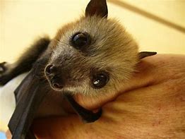 Image result for Fox Bat Adorable