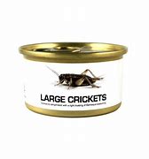 Image result for Types of Crickets