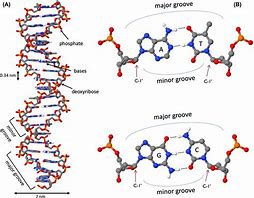 Image result for Sugar in DNA Model