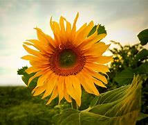 Image result for Sunflower Wallpaper 3000