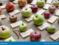 Image result for Chart of Apple Varieties